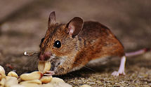 24 Hour & Emergency Exterminators in Beech Creek, NC